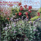 CD - Donovan - Colours